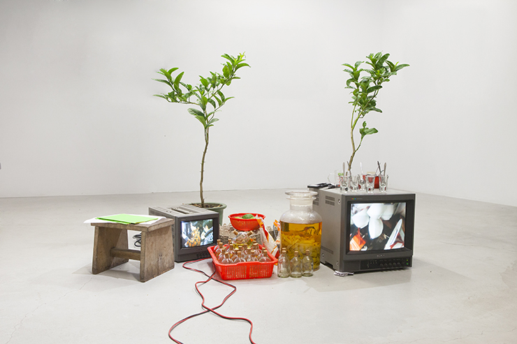 Huang Po-Chih  | 500 Lemon Trees, Hanoi Research Installation, mixed media, 2014 Dimension variable  The glimmer that we see, Vietnam; Free Art Space, Taipei, Taiwan 的圖說