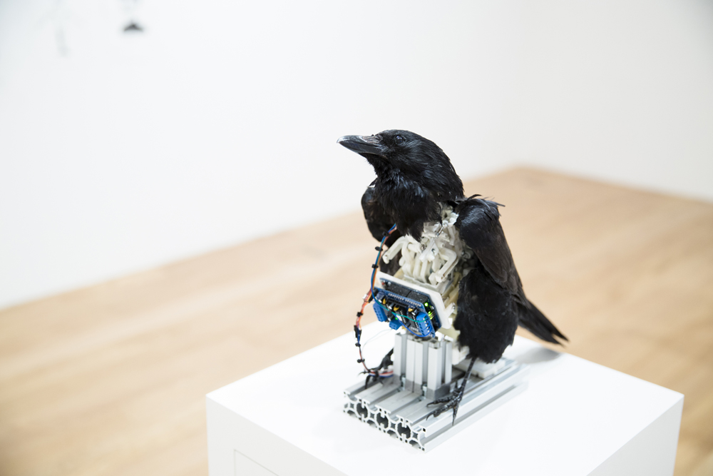 Chang Ting-Tong  | P'eng 's Journey to the Southern Darkness Taxidermy bird, aluminium, 3Dprinted mechanism, electronic components, 2016 30x15x30 cm  photograph by Giulietta Verdon-Roe 的圖說